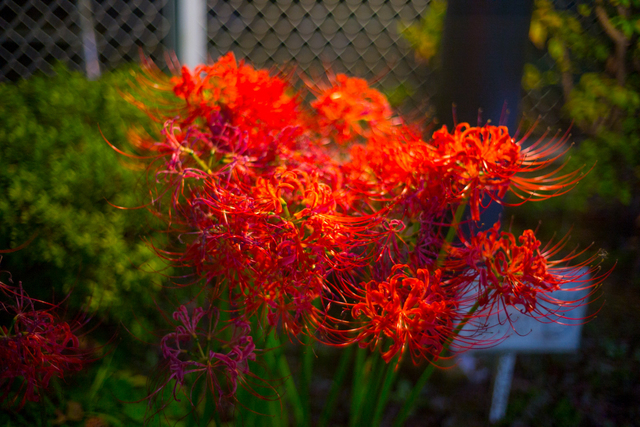 20160928 2222121252 Leica M-P(Typ240).jpg