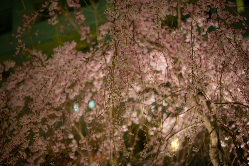 20190328 224143 NIKON D700.jpg