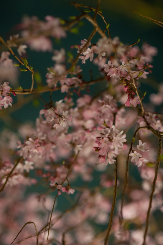 20190328 224614 NIKON D700.jpg