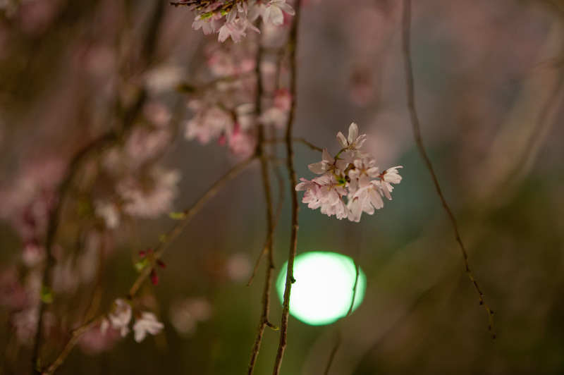 20190328 224637 NIKON D700.jpg