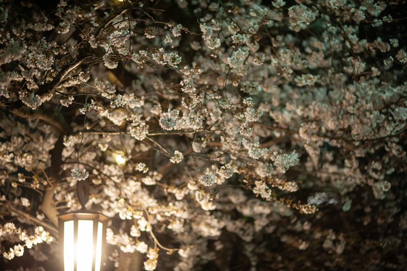 20190328 231637 NIKON D700.jpg