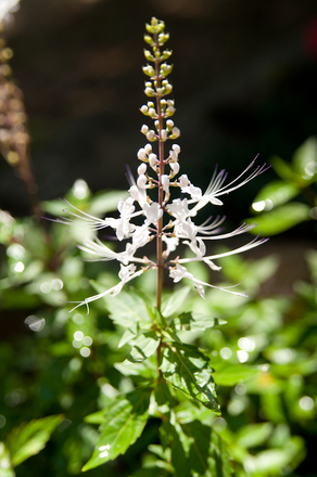 DSC_2907_D700.jpg