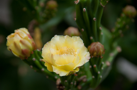DSC_4137_D700.jpg