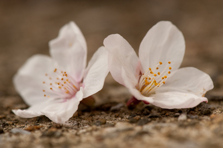 DSC_4956-3.jpg