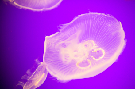 DSC_6244-NIKON D700.jpg