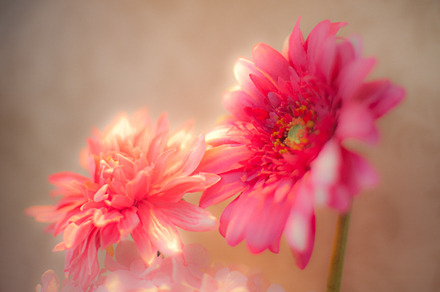 DSC_8701-NIKON D700.jpg