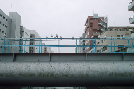 SDIM4112_DP1.jpg
