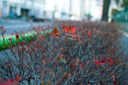 SDIM4633-SIGMA DP2S.jpg